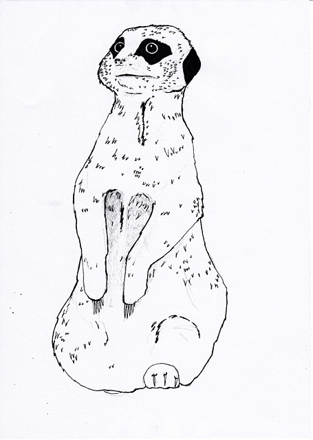 Meerkat